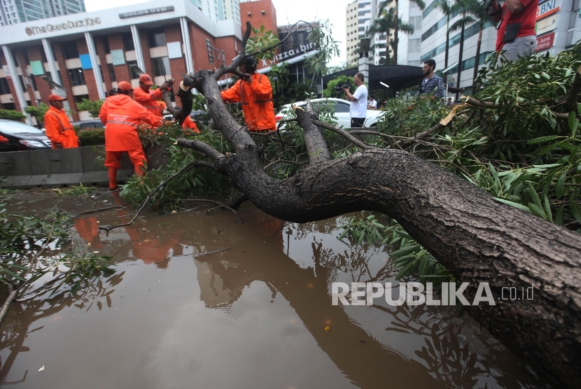 Petugas berusaha membersihkan pohon mahoni yang tumbang di Jalan Rasuna Said, Jakarta Selatan, Selasa (30/8). Pohon tumbang akibat hujan deran disertai angin kencang tersebut menyebabkan kemacetan kendaraan sepanjang tiga Kilometerdi dalah satu ruas Jalan 