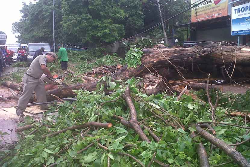 Petugas berusaha memotong pohon Angsana yang tumbang di Jalan TB Simatupang,Jakarta, Selasa (29/10).   (Republika/Andi Nur Aminah)