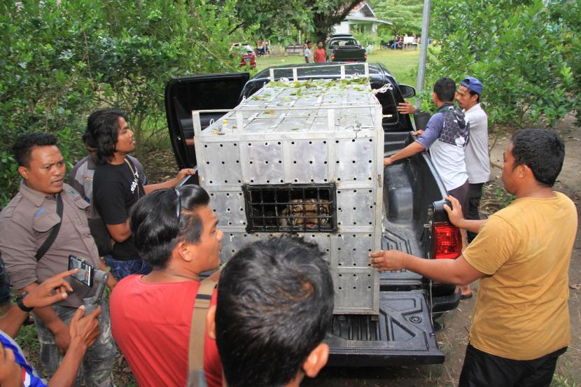 Petugas BKSDA Aceh bersama tim dokter hewan mengangkat kandang berisi harimau sumatera liar (Panthera tigris sumatrae) ke dalam mobil saat proses pemindahan ke Barumun Nagari Wildlife Sanctuary (BNWS) di Conservation Response Unit (CRU) Desa Naca, Trumon, Aceh Selatan, Aceh, Sabtu (26/12/2020). 