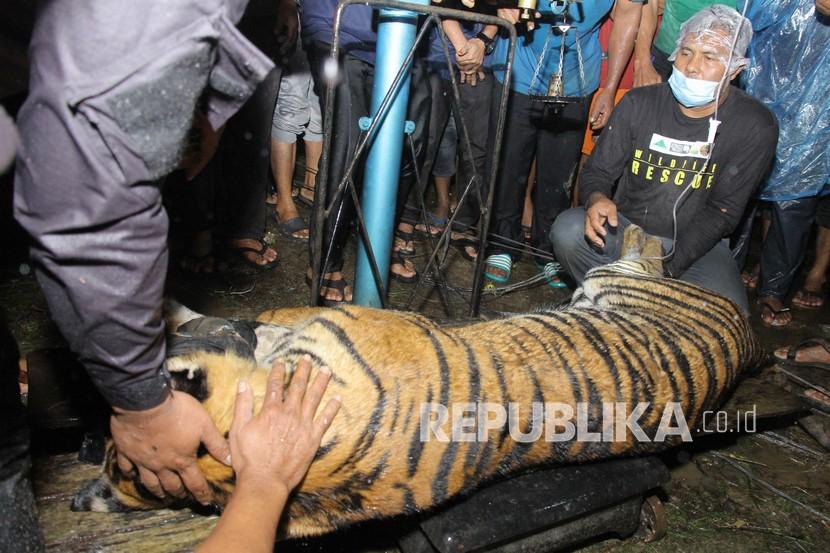 Petugas BKSDA bersama tim dokter hewan menimbang Harimau Sumatera liar (Panthera tigris sumatrae) saat proses evakuasi