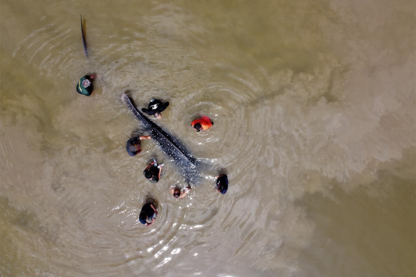 Seekor Ikan Paus Terdampar di Pantai Bayem Tulungagung (ilustrasi).
