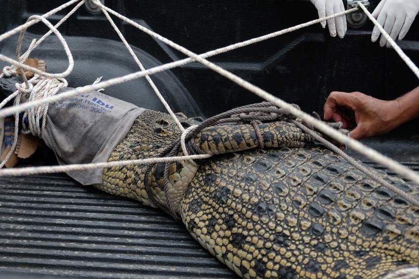 Petugas BKSDA Wilayah II Stabat menangkap buaya muara (Crocodylus porosus) yang akan dimasukkan ke dalam kolam penangkaran (ilustrasi).