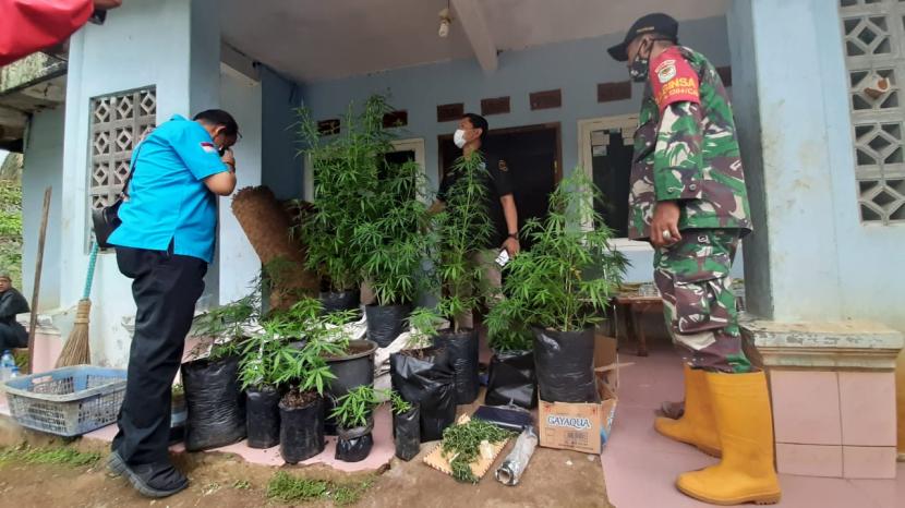 Petugas BNNK Tasikmalaya mengamankan puluhan tanaman ganja di Kampung Cisirah, Desa Cibayahu, Kecamatan Kadipaten, Kabupaten Tasikmalaya, Selasa (20/10).