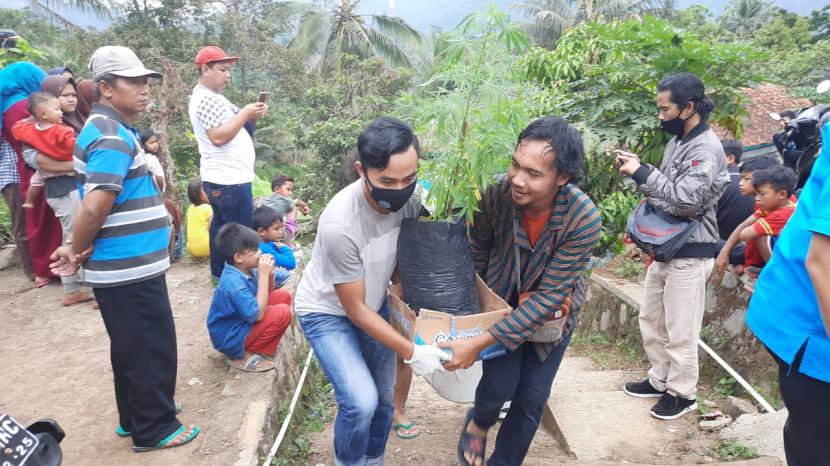 Petugas BNNK Tasikmalaya mengamankan puluhan tanaman ganja di Kampung Cisirah, Desa Cibayahu, Kecamatan Kadipaten, Kabupaten Tasikmalaya, Selasa (20/10).