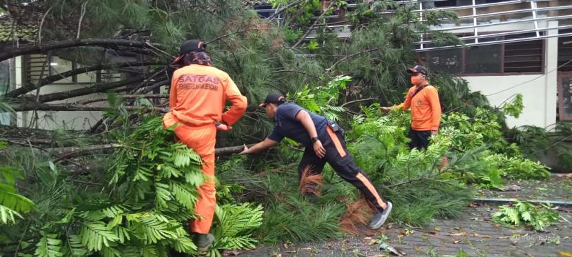 Petugas BPBD Kota Sukabumi mengevakuasi pohon tumbang.