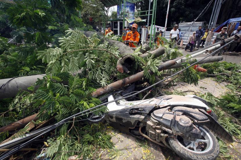 Petugas BPBD Kabupapten Bogor mengevakuasi pohon tumbang.