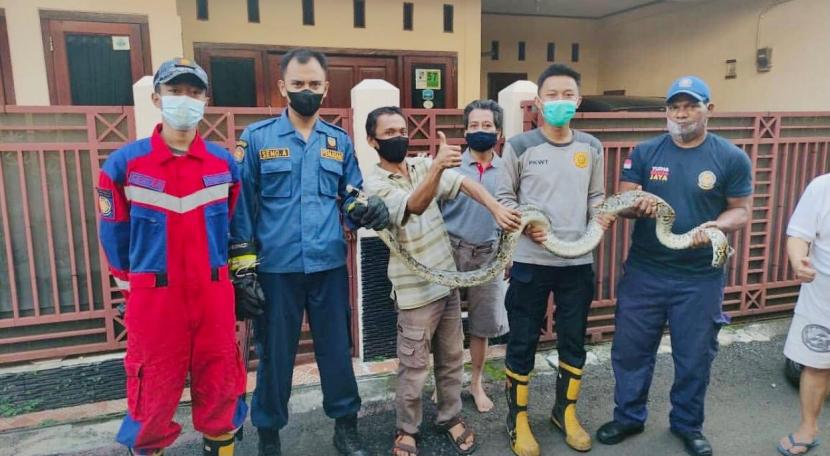 Petugas Damkar Kota Bogor mengevakuasi ular sanca sepanjang 2 meter yang merayap masuk ke rumah warga di Baranangsiang, Bogor Timur, Kota Bogor.