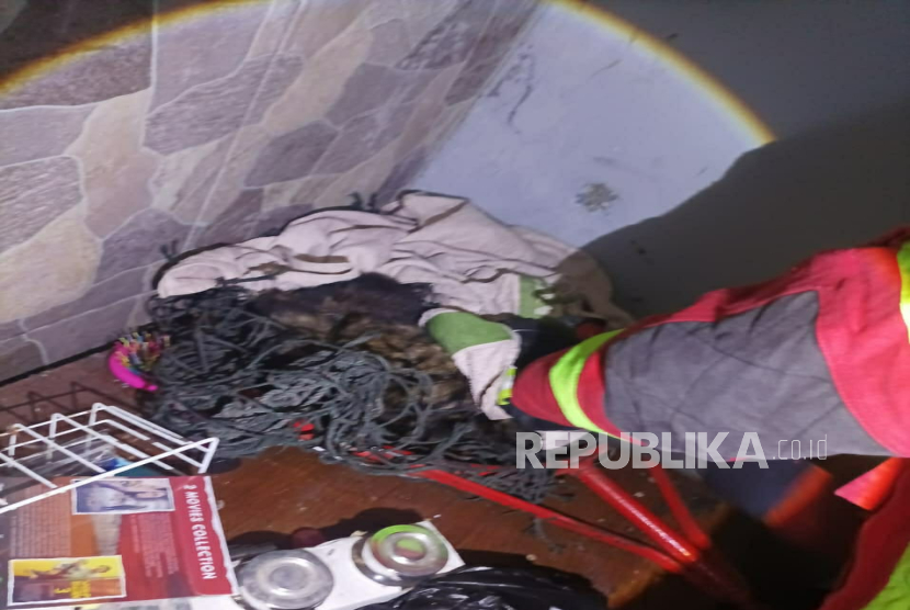 Petugas Damkar Kota Cimahi Mengevakuasi Musang yang Masuk Kamar Rumah Warga di Kelurahan Citeureup, Kecamatan Cimahi Utara. 