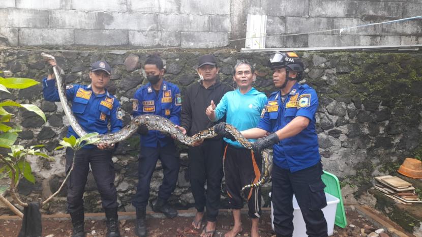Petugas Damkar mengevakuasi ular sanca. BPBD Tangerang sebut ular sanca sepanjang 4 meter di Pabuaran telah dievakuasi.