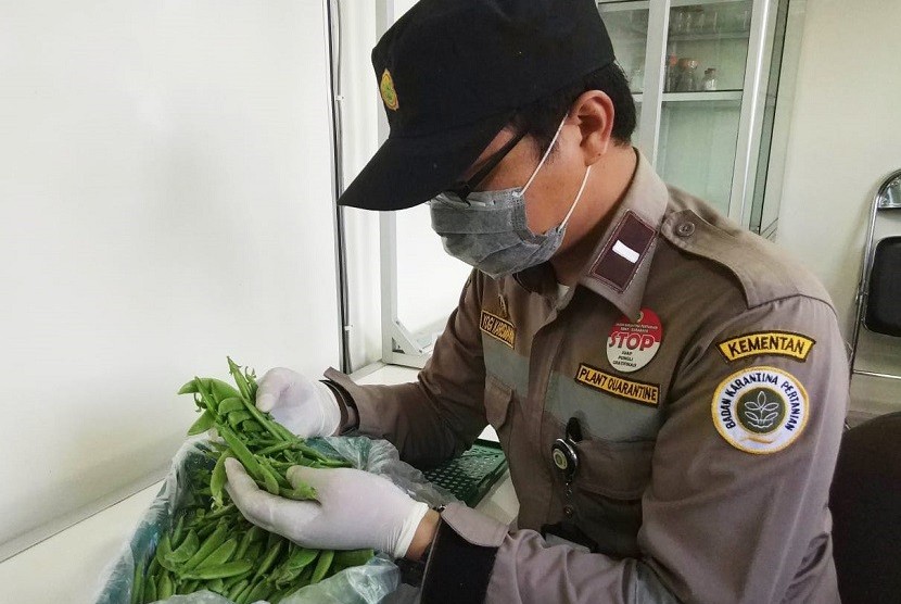 Petugas dari Balai Karantina Pertanian Surabaya memeriksa kesehatan kacang kapri asal Banyuwangi yang akan diekspor ke Taiwan.