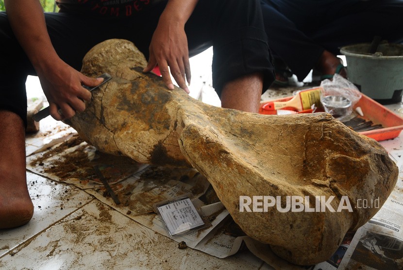 Koleksi fosil Situs Purbakala Patiayam, Desa Terban, Kudus, Jawa Tengah. Museum Patiayam terus mendapatkan tambahan koleksi fosil, mayoritas merupakan temuan warga. 