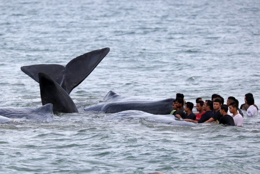 Joint team of officers and residents tried to evacuate stranded whales in Ujong Kareung beach, Aceh Besar, Aceh province, on Monday.