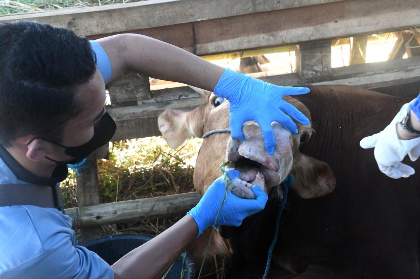 Petugas memeriksa kesehatan mulut sapi di salah satu pusat penjualan hewan kurban (ilustrasi)