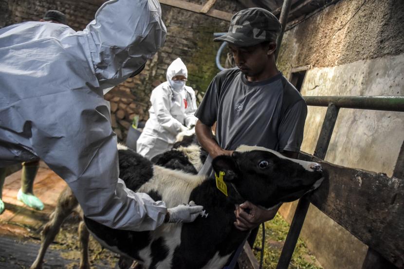 Petugas menyuntikkan vaksin penyakit mulut kuku (PMK) tahap kedua ke hewan ternak sapi. Sebanyak 71.410 hewan ternah di Provinsi Riau sudah divaksinasi PMK.