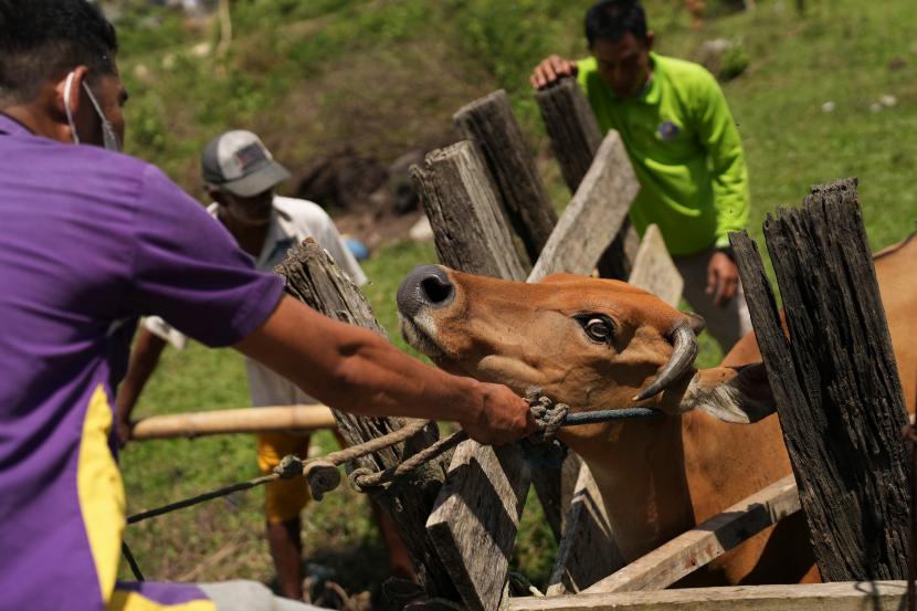 Petugas melakukan pemeriksaan ternak sapi saat vaksinasi penyakit mulut dan kuku (PMK). Kepala BNPB meminta pemda untuk memperketat pengawasan wabah PMK jelang KTT G20.