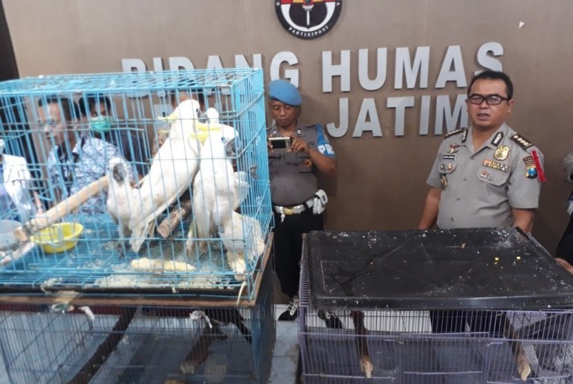 Petugas dari Polda Jatim menunjukkan tersangka dan barang bukti kasus jual beli satwa langka berupa beberapa jenis burung di Mapolda Jatim, Jumat (6/4)