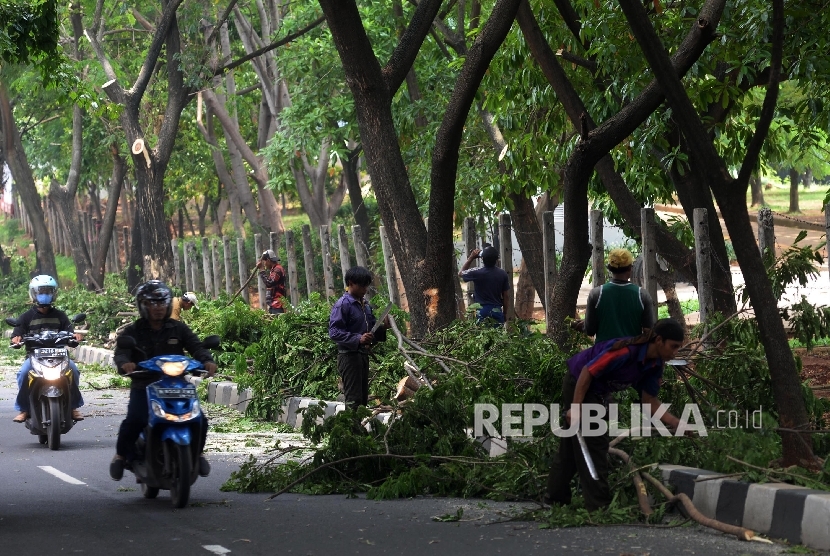 Petugas Dinas Kebersihan Dan Pertamanan (DKP) Jakarta Timur memangkas pohon di kawasan Banjir Kanal Timur (BKT) di Jalan Kolonel Sugiono, Jakarta Timur, Senin (26/12).