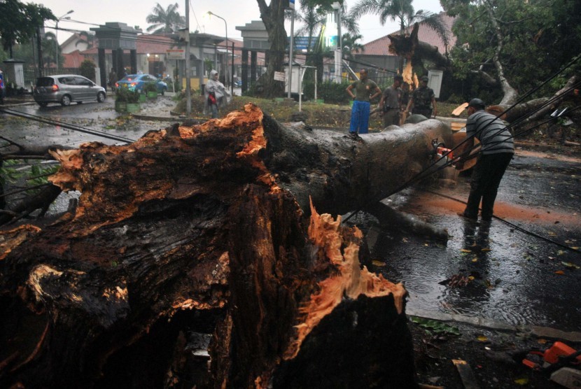 Petugas Dinas Kebersihan dan Pertamanan Kota Bogor memotong pohon tumbang yang menutupi ruas jalan Semeru, Kota Bogor, Jawa Barat, Jum'at (30/10).