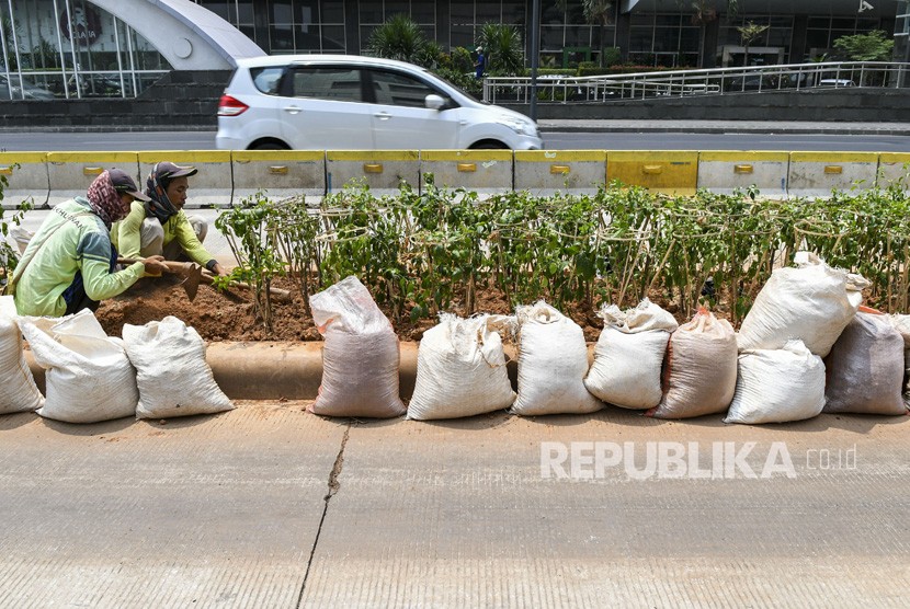 Petugas Dinas Kehutanan menanam tanaman hias bougenville atau Bougenville amenities di sepanjang jalan MH Thamrin, Jakarta, Senin (9/9/2019).