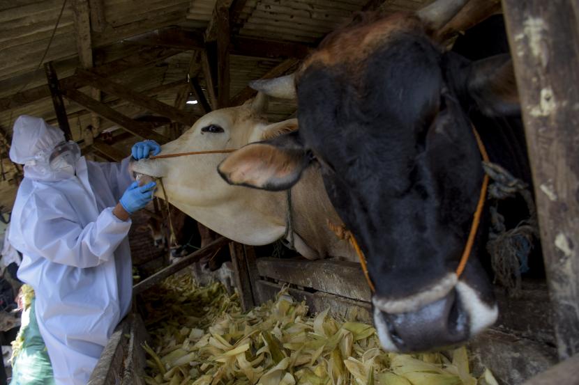 Petugas Dinas Ketahanan Pangan dan Pertanian (DKPP) Kota Bandung memeriksa kesehatan hewan sapi di salah satu lokasi penjualan hewan kurban di Sukahaji, Kecamatan Babakan Ciparay, Kota Bandung. Ulama Berbeda Pendapat Mengenai Tiga Alat untuk Menyembelih Ini