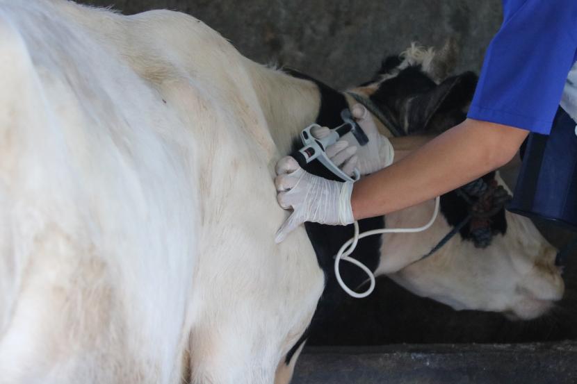 Petugas Dinas Ketahanan Pangan dan Pertanian Kota Surabaya menyuntikkan vaksin penyakit mulut dan kuku (PMK) sapi kepada hewan ternak sapi di salah satu peternakan sapi perah di kawasan Bendul Merisi, Surabaya, Jawa Timur. Kementerian Pertanian (Kementan) mengusulkan anggaran sebesar Rp 4,6 triliun untuk penanganan penyakit mulut dan kuku (PMK). Anggaran tersebut berasal dana pemulihan ekonomi nasional (PEN)