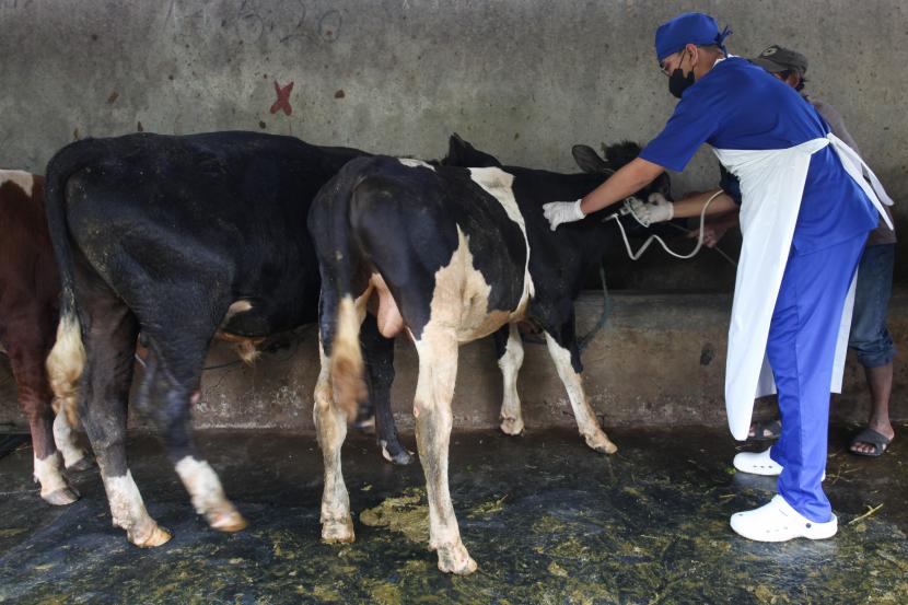 Petugas Dinas Ketahanan Pangan dan Pertanian Kota Surabaya menyuntikkan vaksin penyakit mulut dan kuku (PMK) sapi kepada hewan ternak sapi di salah satu peternakan sapi perah di kawasan Bendul Merisi, Surabaya, Jawa Timur, Sabtu (25/6/2022). Penyuntikan vaksin itu dilakukan untuk mencegah penyebaran wabah PMK sapi. 