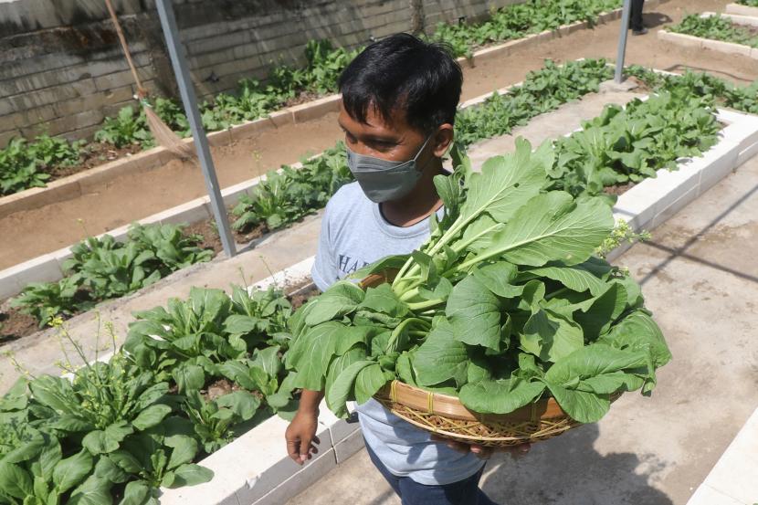 Petugas Dinas Ketahanan Pangan dan Pertanian memanen sawi di kawasan rumah pemotongan hewan (RPH) Kelurahan Pojok, Kota Kediri, Jawa Timur, Jumat (22/10/2021). Pemerintah daerah setempat menyiapkan lahan seluas 300 meter persegi untuk ditanami sayuran dengan memanfaatkan pupuk organik dari limbah RPH yang selanjutnya hasil panen dibagikan secara gratis kepada masyarakat kurang mampu