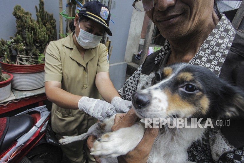 Petugas Dinas Ketahanan Pangan, Kelautan, dan Perikanan (KPKP) menyuntikan vaksin rabies ke anjing peliharaan milik warga di kawasan Mangga Dua Selatan, Jakarta, Selasa (8/1/2019).
