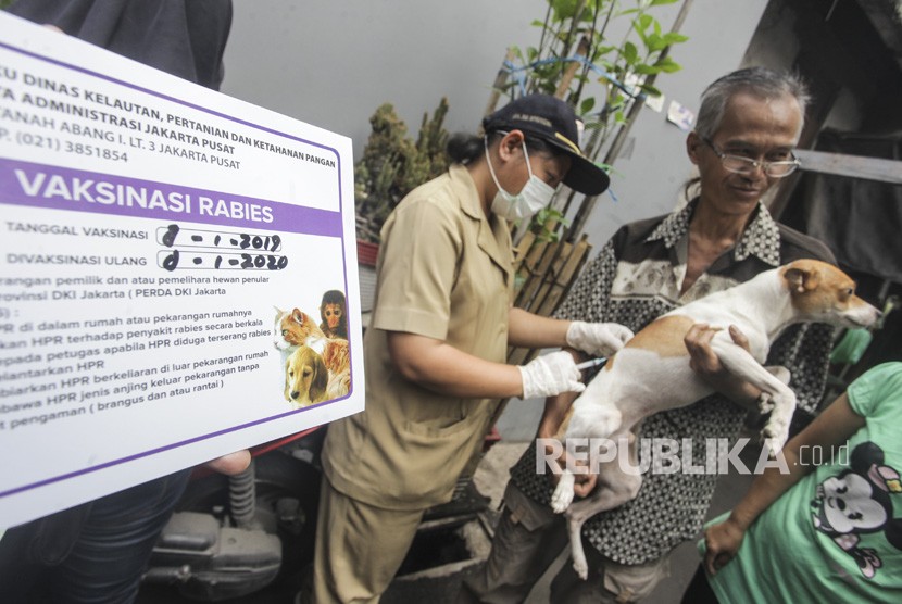 Petugas Dinas Ketahanan Pangan, Kelautan, dan Perikanan (KPKP) menyuntikan vaksin rabies ke anjing peliharaan milik warga di kawasan Mangga Dua Selatan, Jakarta, Selasa (8/1/2019). 
