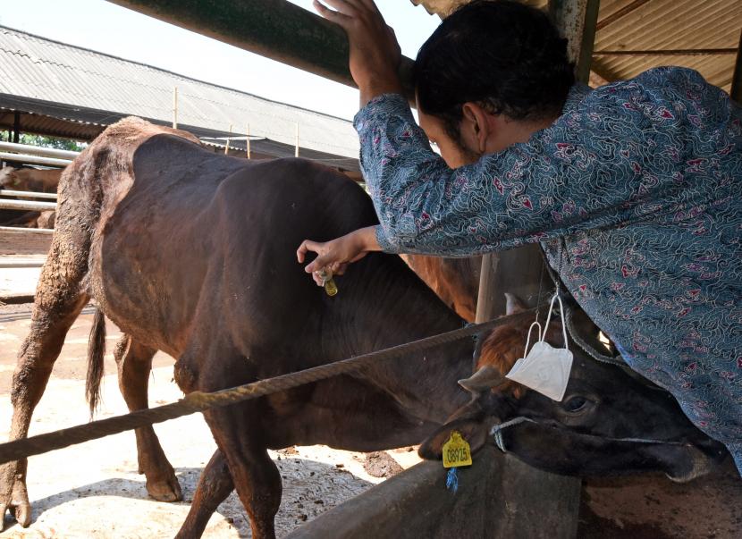 Petugas menyuntikkan vitamin pada sapi di salah satu peternakan sapi untuk mengantisipasi penyebaran virus penyakit mulut dan kuku (ilustrasi).