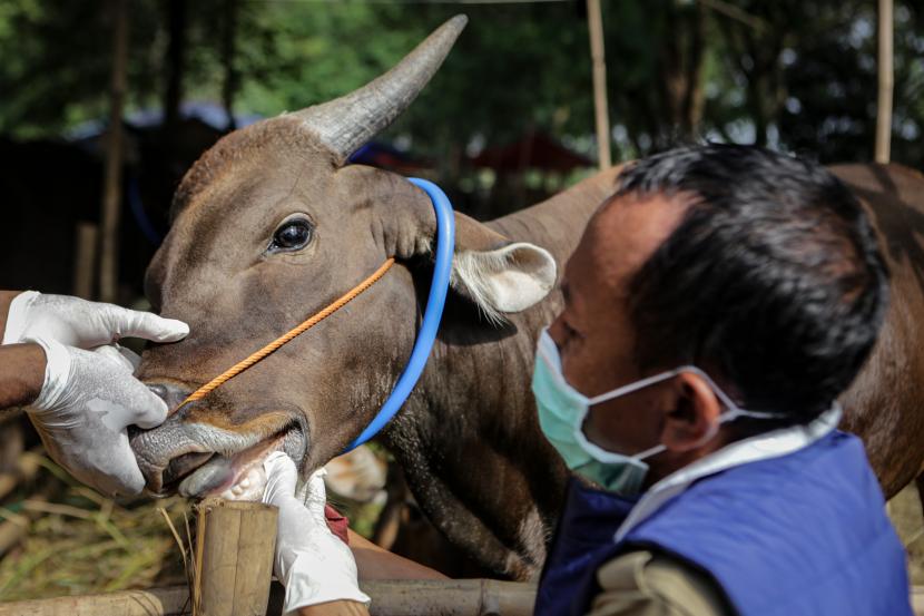 Petugas memeriksa kesehatan sapi di salah satu lokasi peternakan (ilustrasi). Gubernur Lampung mengajak peternak setempat mewujudkan daerah bebas penyakit mulut dan kuku.