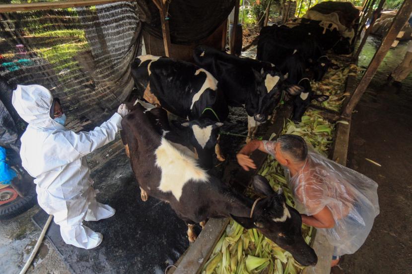 Petugas menyuntikkan vaksin penyakit mulut dan kuku (PMK) kepada hewan ternak sapi (ilustrasi). Pemerintah Kabupaten Lombok Tengah, Provinsi Nusa Tenggara kembali mengajukan tambahan dana Rp 1,4 miliar untuk pengobatan ternak yang terkena wabah penyakit mulut dan kuku (PMK).