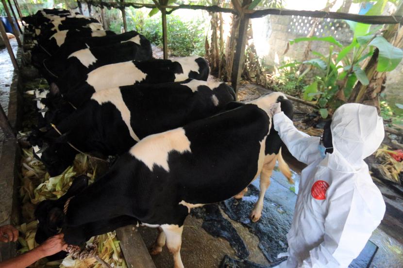 Petugas Dinas Perikanan dan Peternakan Kabupaten Bogor menyuntikkan vaksin penyakit mulut dan kuku (PMK) kepada hewan ternak sapi di salah satu peternakan sapi perah di Pondok Rajeg, Kabupaten Bogor, Jawa Barat, Selasa (28/6/2022). Provinsi Jawa Barat mendapatkan jatah dosis vaksin untuk mencegah penularan PMK dari Kementerian Pertanian sebanyakl 120.000 dosis vaksin untuk didistribusikan ke berbagai wilayah di Jabar. 