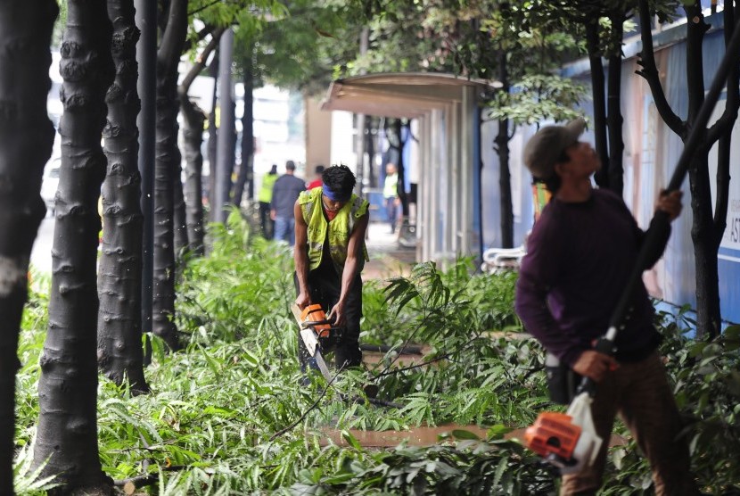 Petugas Dinas Pertamanan dan Pemakaman DKI Jakarta melakukan penebangan dahan pohon di Kawasan Protokol Jenderal Sudirman, Jakarta Pusat, Rabu (2/3).