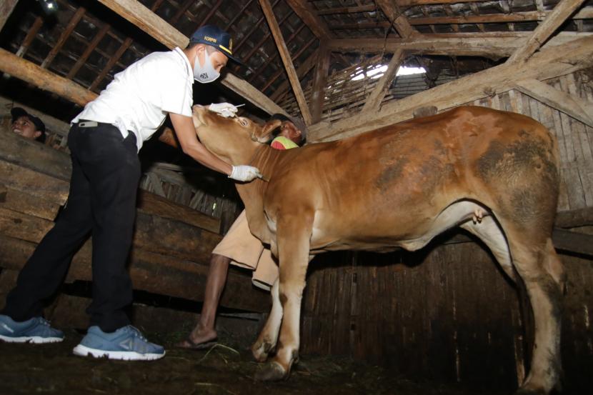 Petugas menyuntikkan obat kepada sapi ternak warga (ilustrasi).