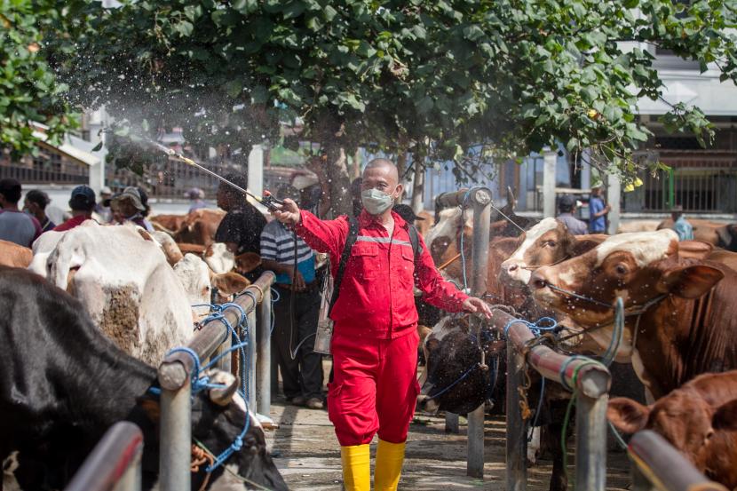 Petugas Dinas Pertanian dan Perikanan (Dispertan) Sukoharjo menyemprotkan cairan disinfektan ke arah sapi yang diperjualbelikan di Pasar Hewan Bekonang, Sukoharjo, Jawa Tengah, Sabtu (14/5/2022). Penyemprotan dan pemeriksaan di pasar hewan tersebut untuk mencegah penyebaran virus penyakit kuku dan mulut (PMK) hewan ternak sapi. 