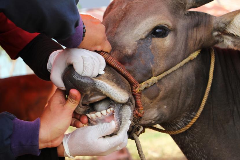 Petugas memeriksa kesehatan mulut sapi yang untuk memastikan hewan kurban yang diperjualbelikan dalam kondisi sehat dan memenuhi syarat untuk disembelih pada Idul Adha (Ilustrasi).