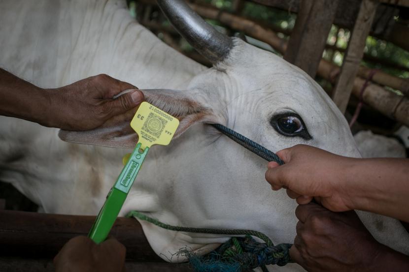 Petugas memberi tanda sudah divaksin penyakit mulut dan kuku (PMK) kepada seekor sapi ternak warga (ilustrasi). 