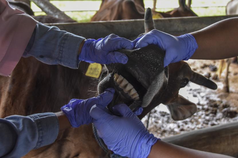 Petugas memeriksa kesehatan hewan sapi untuk mengantisipasi penyebaran wabah virus Penyakit Mulut dan Kuku (PMK) pada hewan ternak. 