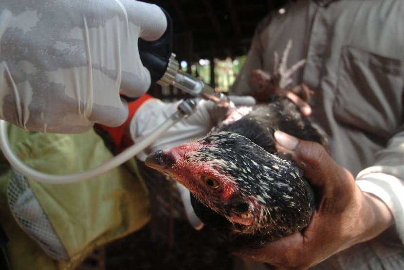 Petugas Dinas Peternakan dan perikanan Kabupaten Ciamis memberikan vaksin kepada seekor ayam milik warga di Desa Kelapa Sawit, Ciamis, Jawa Barat, Selasa (29/3).