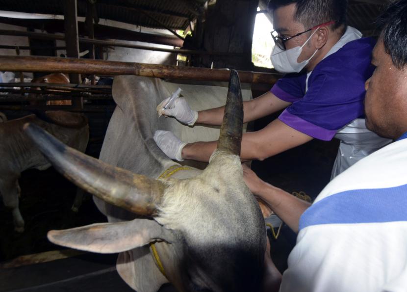Petugas menyuntikkan vaksin penyakit mulut dan kuku (PMK) pada hewan ternak sapi (ilustrasi). Pemerintah Kabupaten Ogan Komering Ulu (OKU) Selatan, Sumatra Selatan, memberikan vaksinasi terhadap ratusan hewan ternak guna mengantisipasi penyebaran mulut dan kuku (PMK).