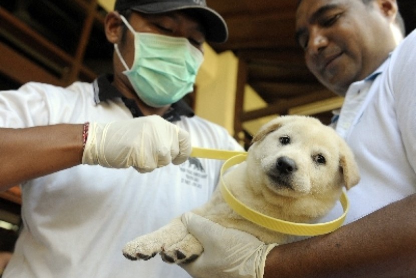 Petugas Dinas Peternakan memasangkan kalung penanda vaksin rabies pada seekor anjing saat Pencanangan Vaksin Rabies Tahap IV di Denpasar, Bali.