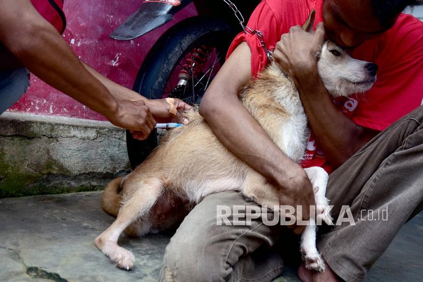Petugas dinas peternakan menyuntik vaksin rabies kepada anjing peliharaan warga di Kota Ambon, Maluku, Senin (27/9/2021). Bolehkah Muslim Memelihara Anjing untuk Berburu dan Berjaga? 