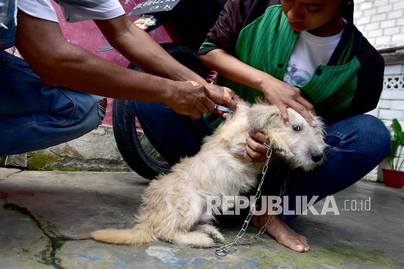 Petugas menyuntik vaksin kepada anjing peliharaan untuk mencegah penyakit rabies.