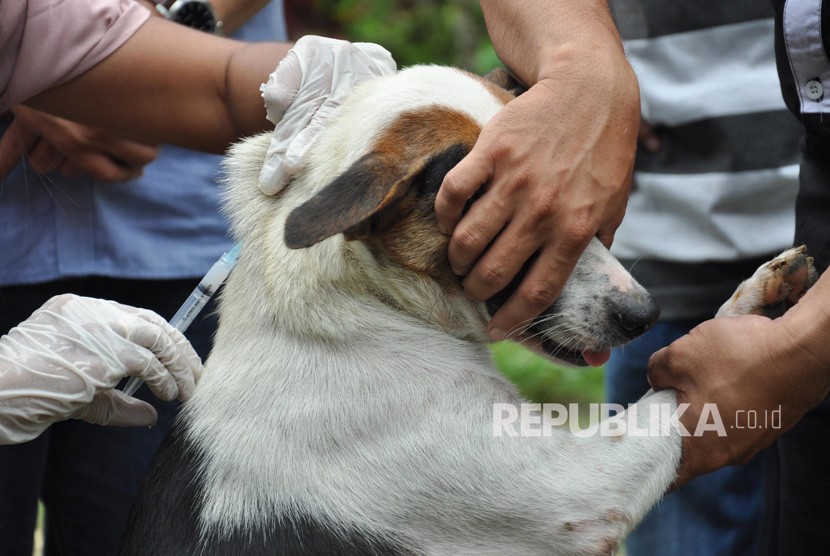  Petugas dokter hewan menyuntikan vaksin rabies terhadap anjing milik warga.