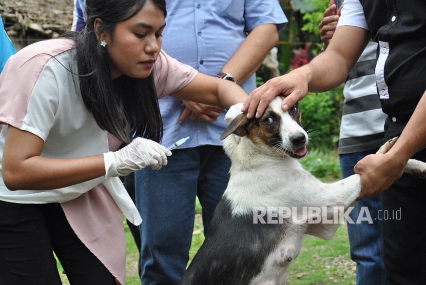 Petugas dokter hewan menyuntikan vaksin rabies pada anjing milik warga (ilustrasi)