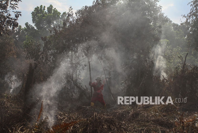 Sekitar 100 hektare lahan gambut di wilayah Kabupaten Bintan, Provinsi Kepulauan Riau, ludes terbakar (Foto: ilustrasi lahan gambut)