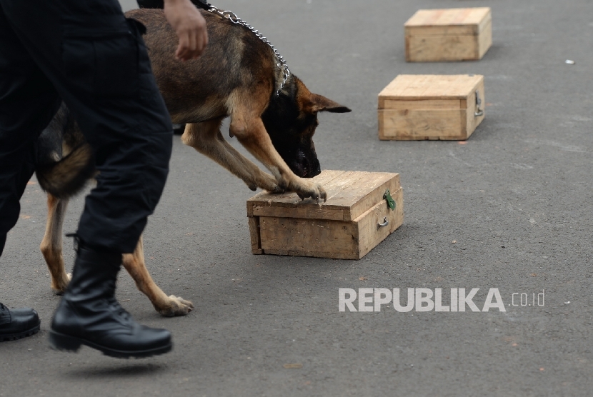 (Ilustrasi) Anjing pelacak (K9). Badan Pemeliharaan Keamanan (Baharkam) Mabes Polri mengerahkan anjing pelacak (K9) di Terminal Bus Kampung Rambutan, Jakarta Timur, untuk sterilisasi keamanan saat libur Natal 2019, Selasa (24/12).