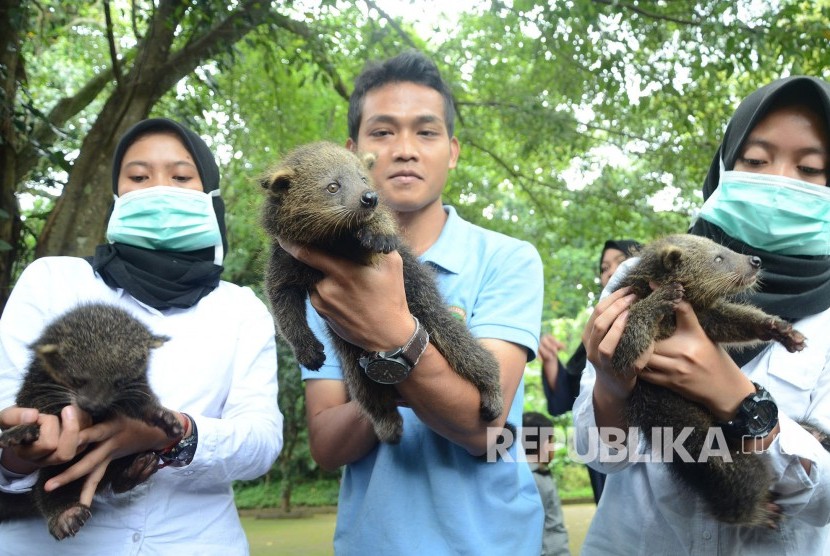 Bandung Zoo keepers introduce three Binturong cubs (Arctictis binturong), on Wednesday (Jan 31).