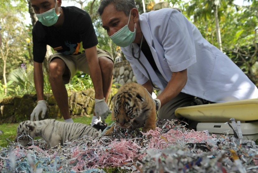 Petugas memeriksa kondisi anak harimau (ilustrasi) 
